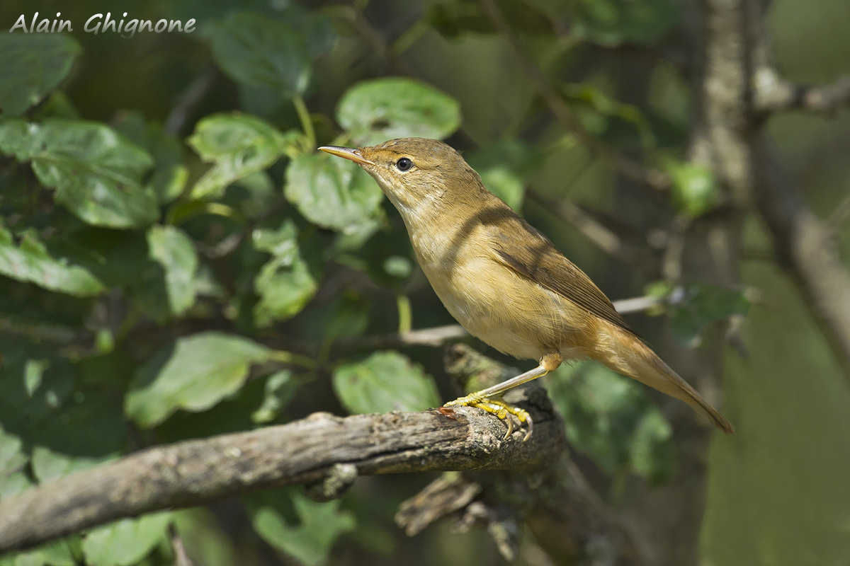 id dalla Vall�e 2...